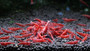 Red Cherry Shrimp, live aquarium shrimp