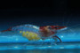 Red Rili Shrimp, live aquarium shrimp