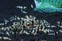 Crystal Black Shrimp S-SS Grade, live aquarium shrimp