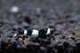 Black King Kong / Panda Mix, live aquarium shrimp