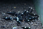 Black King Kong / Panda Mix, live aquarium shrimp