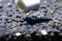 Black King Kong / Panda Mix, live aquarium shrimp