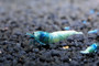 Blue Bolt Shrimp