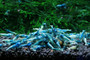 Blue Bolt Shrimp, live aquarium shrimp