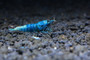 Extreme Blue Bolt, live aquarium shrimp