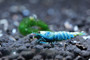 Extreme Blue Bolt, live aquarium shrimp