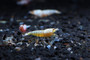 Golden Bee Shrimp, live aquarium shrimp