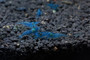 Blue Velvet shrimp
