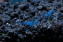 Blue Velvet shrimp male