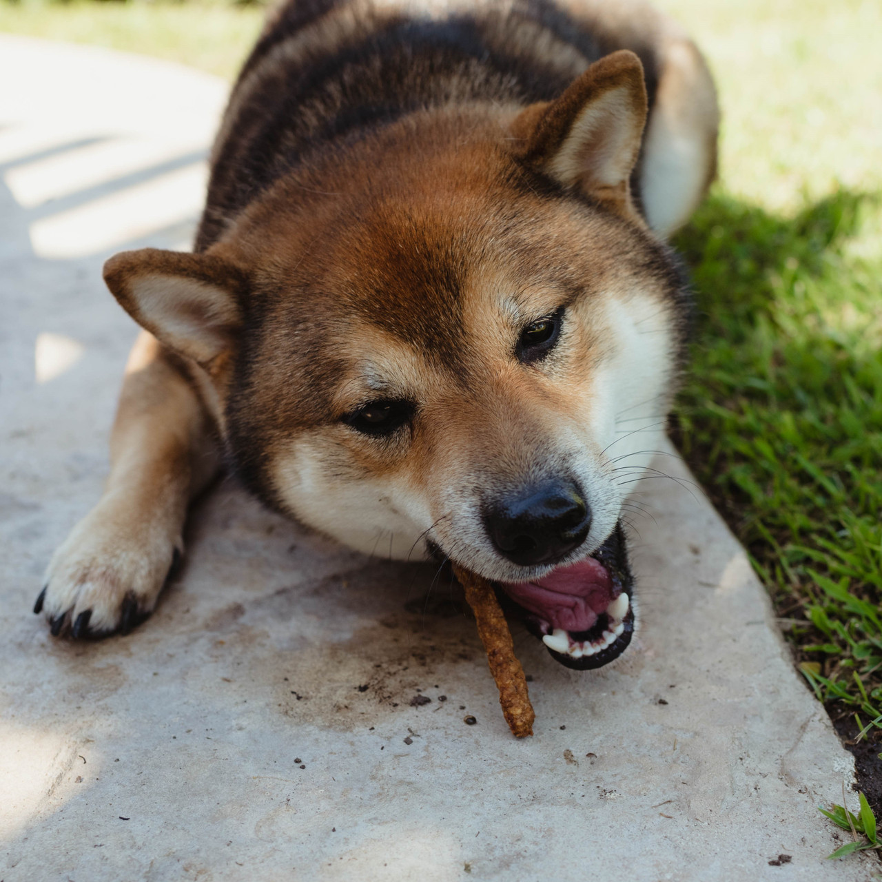 Why Would A Dog Eat Sticks