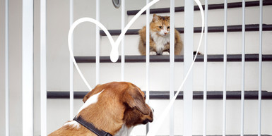 How to Safely Introduce a Cat to a Dog