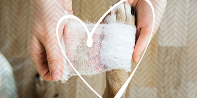 Pet First Aid: Essential Skills for Every Pet Owner