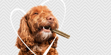 How to Get Rid of Bad Dog Breath How to Get Rid of Bad Dog Breath
