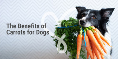 How Many Carrots Can a Dog Eat a Day  : A Complete Guide