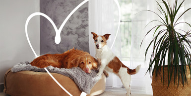The Ultimate Guide to Choosing the Right Dog Bed