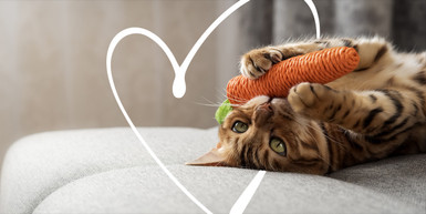 Tips for Keeping Your Indoor Cat Stimulated and Happy