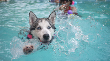 Dog Walking Alternatives