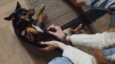 A Christmas Tail A Christmas Tail