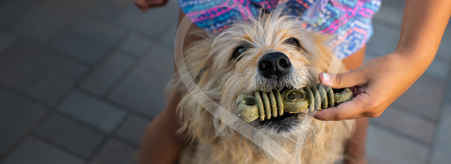 Active Pets: Dog Bowl Set