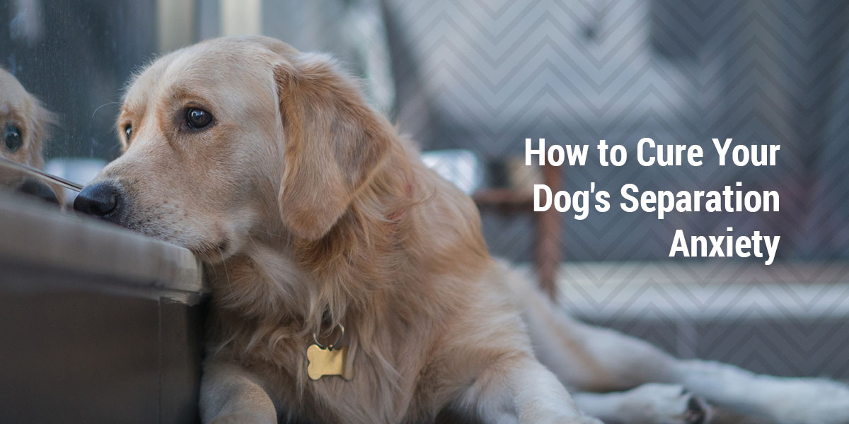 How to Reduce Your Dog's Separation Anxiety