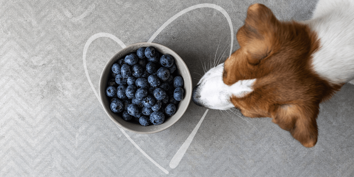 do dogs like blur berries
