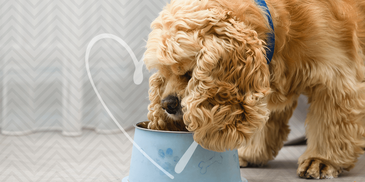 Could Your Dog Benefit from an Elevated Food Bowl?