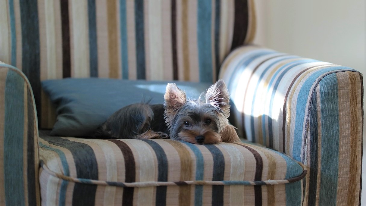 Licking Furniture or Clothing Shop LP