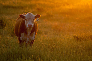 Grass-Fed or Grain-Fed?