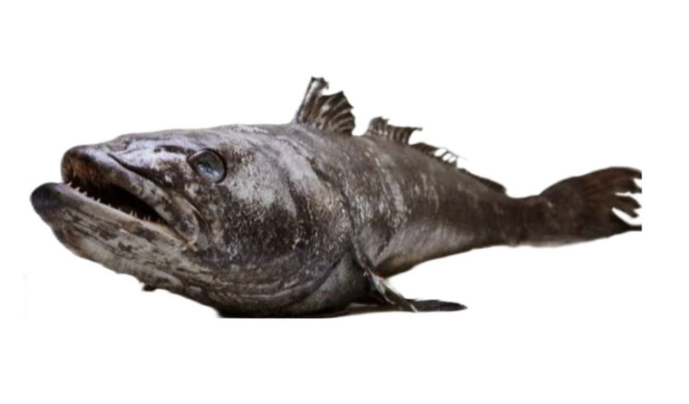 Patagonian toothfish steak cut 300g (chilean seabass)
