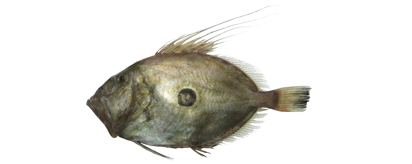 John dory