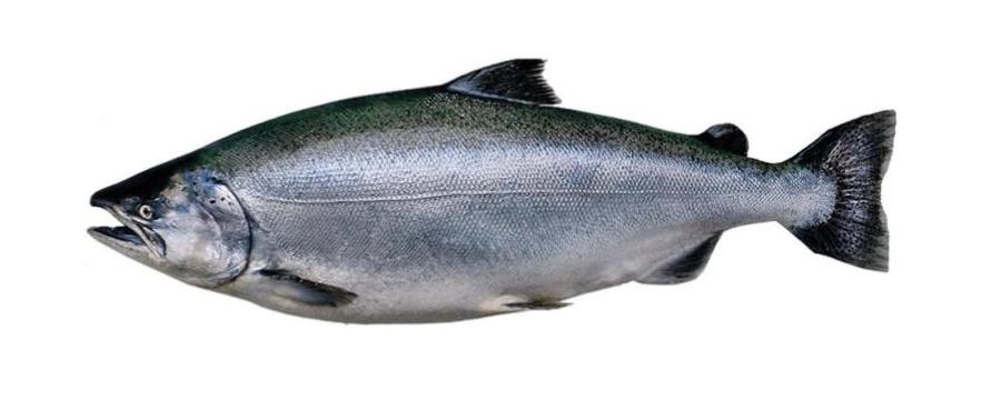 King salmon