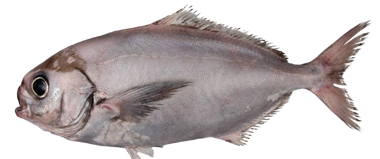 Trevalla