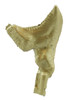 7/8" Shark Tooth