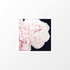 'Peonies III' flower photography poster from The Printed Home