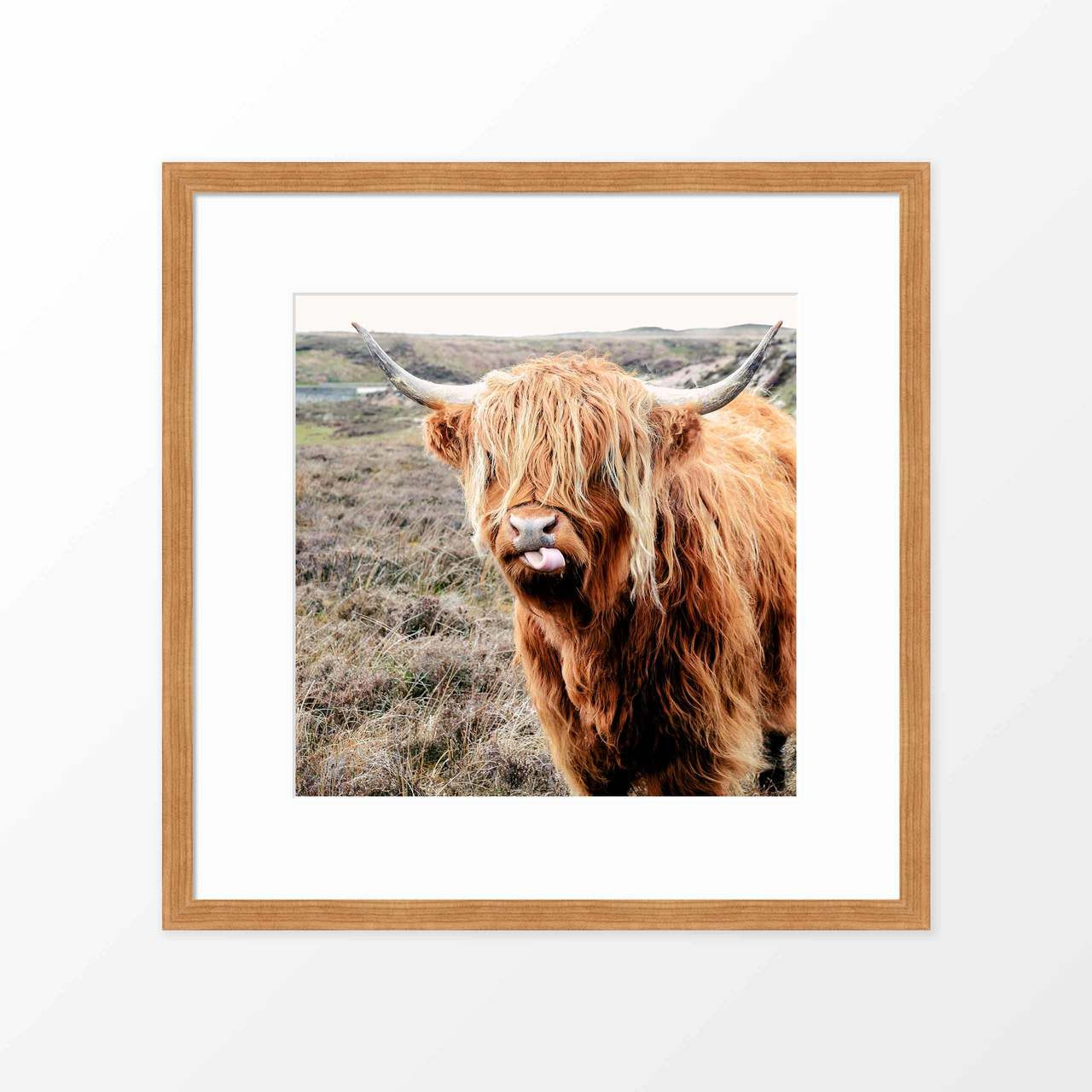 'Highland Cow' Photography Poster from The Printed Home