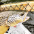 Brown Trout SquareTop Oar w/a Brown Trout