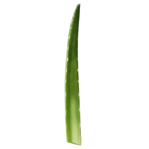 Aloe Vera Fresco 1 Unidad