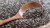 CHIA GRANEL PRICEO 6.39€/KG