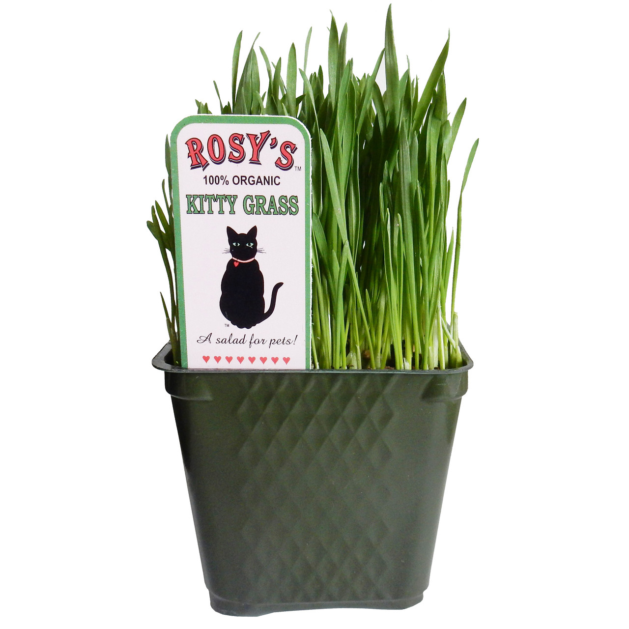 Rosy's 100% Organic Kitty Grass for Pets