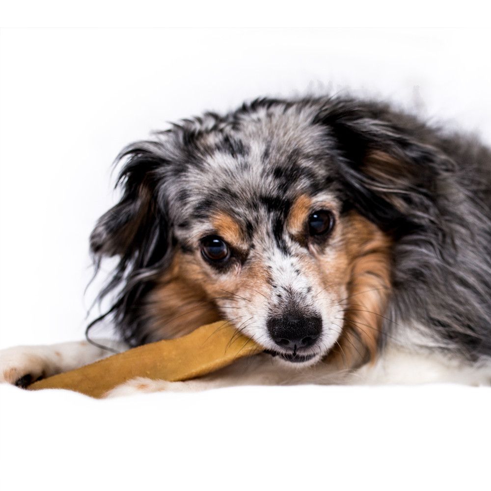 himalayan cheese dogs