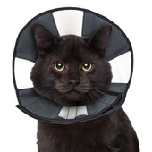 ZenCone Soft Recovery Dog & Cat Collar