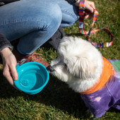 Messy Mutts Silicone Collapsible Dog Bowl - Lifestyle