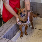 Pet Wash - Front/ Lifestyle