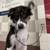 Pet Wash - Front/ Lifestyle