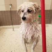 Pet Wash - Front/ Lifestyle