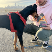  Fog City Pet Chicken w/ Bone Broth Recipe Air-Dried Jerky Dog Treats - Front, Lifestyle
