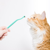RyerCat Ocean Dual Sided Cat Toothbrush - Front, Lifestyle