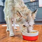 Stella & Chewy's Gently Cooked Meat-a-Palooza Recipe In Juicy Bone Broth Frozen Dog Food - Front, Lifestyle