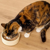 Open Farm Harvest Chicken Recipe Pate Canned Cat Food - Front, Lifestyle
