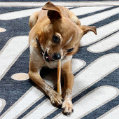 Fog City Pet 10-12" Skinny Bully Stick 35-49g Dog Chew Treat - Front